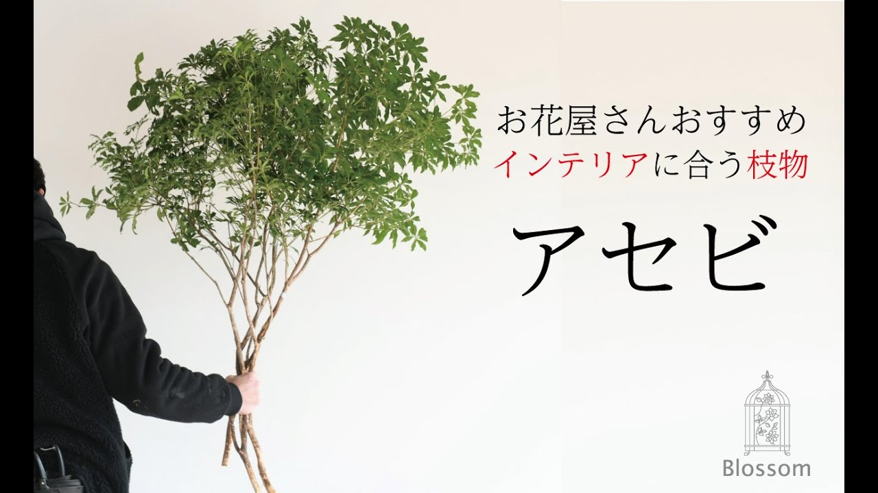【インテリアにおすすめの枝物】アセビ　のご紹介