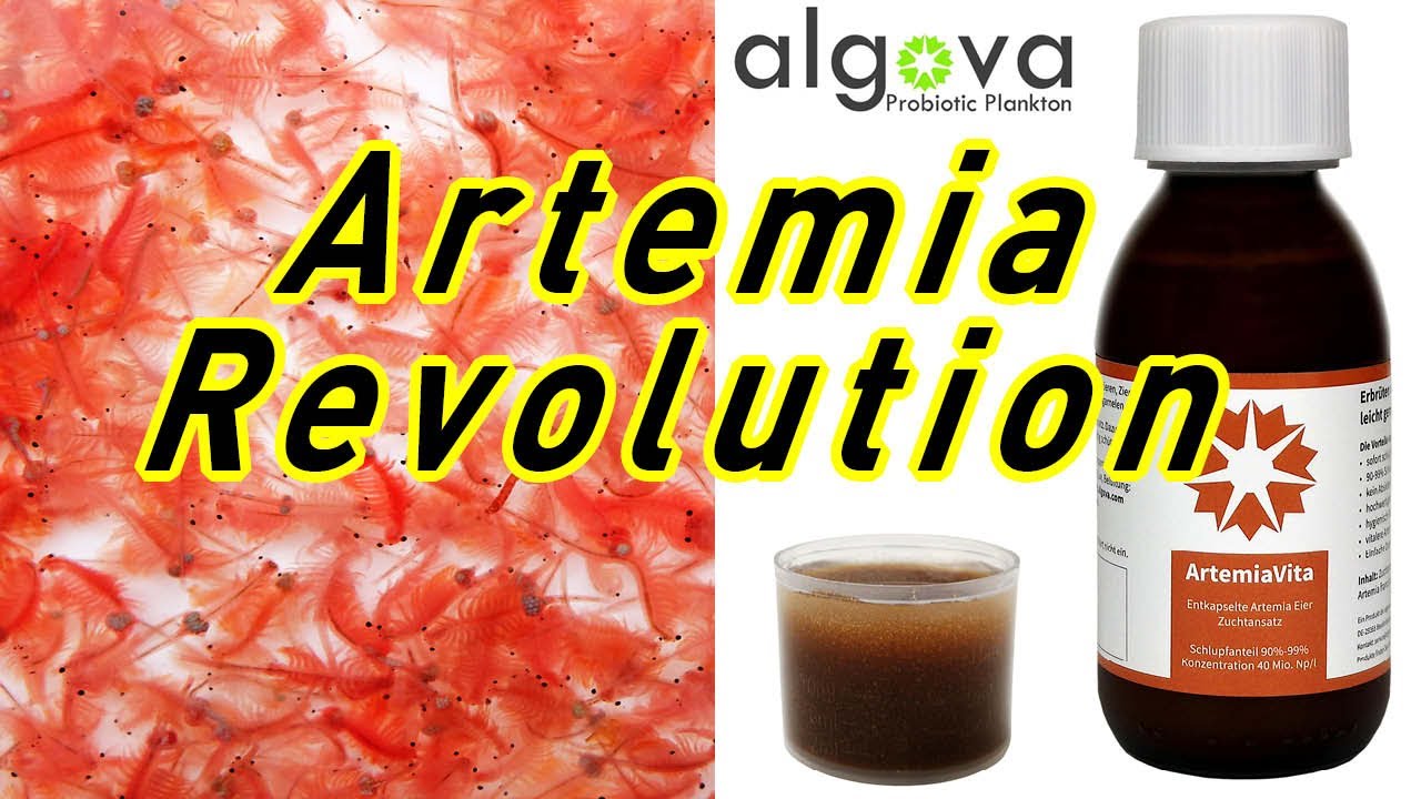 Die Revolution der Artemianauplien?! entkapselte Artemia Eier! Algova ArtemiaVita Artemien aufziehen