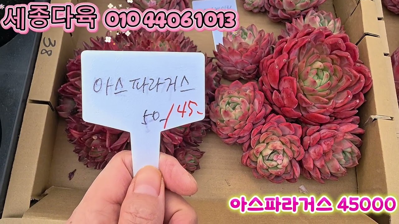 26년3월9일 세종다육 판매영상#succulent #다육이 #세종다육 