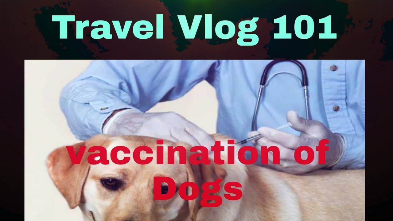 Travel vlog 101 .. Vaccination of Dog's