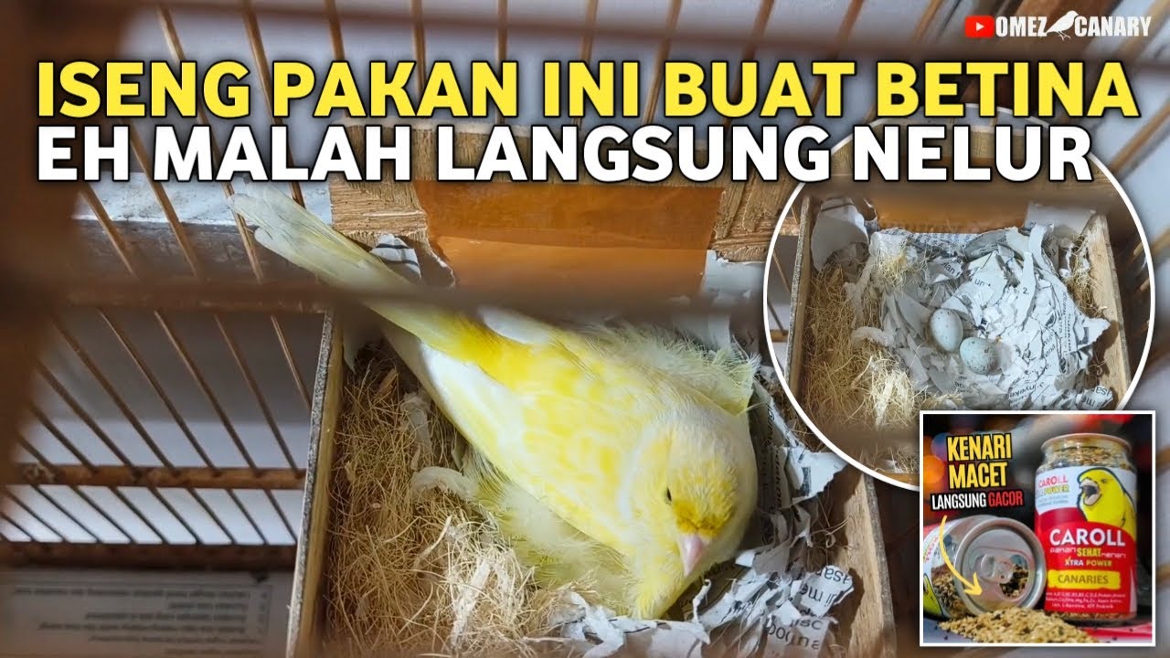 Pakan caroll ternyata juga bisa buat kenari betina telat produk langsung bir4hi