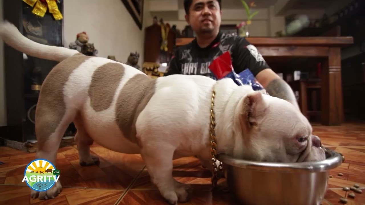 AGRITV Atbp July 12, 2025 Episode Nutrition Talk w/ Yumyum on Buhay Bullies