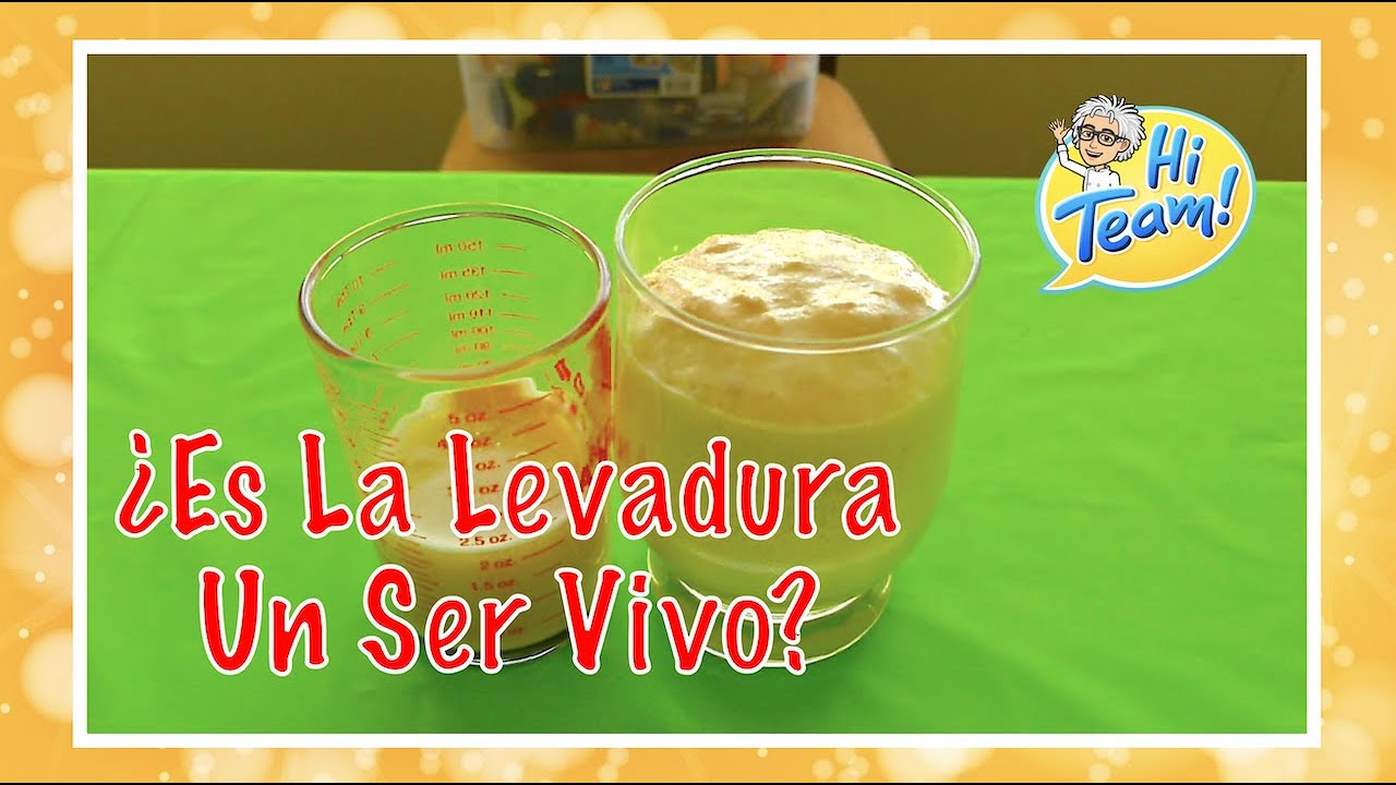&iquest;Es La Levadura Un Ser Vivo?