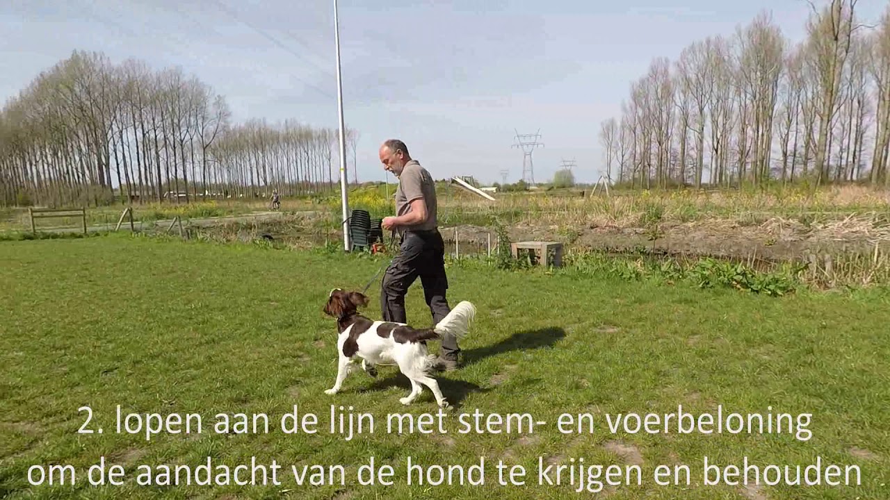 Doderer Hondenschool | Zelf oefenen met de hond: ‘lopen aan de lijn’