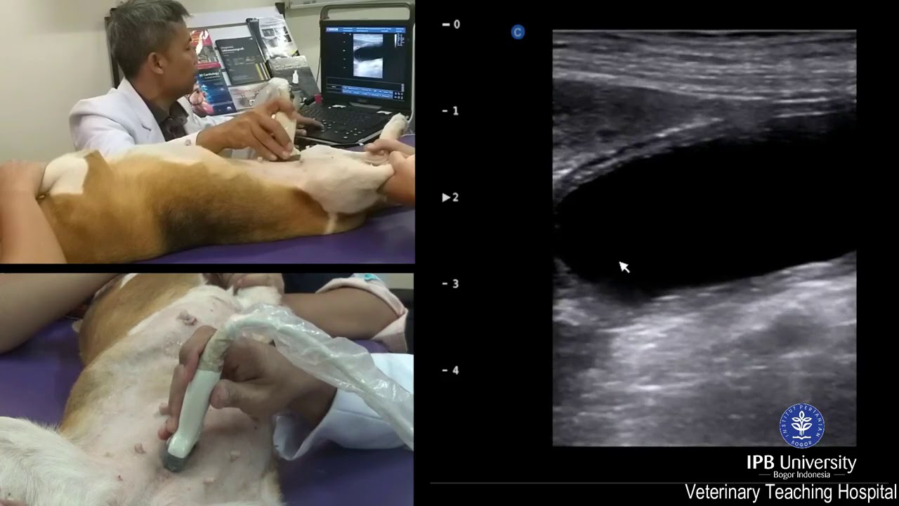 USG VESIKA URINARIA DAN URETHRA ANJING