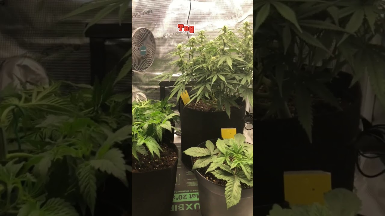 Alien OG 👽 - Die ersten 4 Wochen Wachstum! 🌱 Cannabis Grow Update #shorts #royalqueenseeds