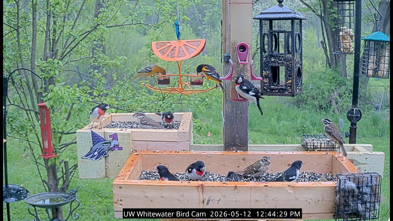 UW-Whitewater Bird Cam