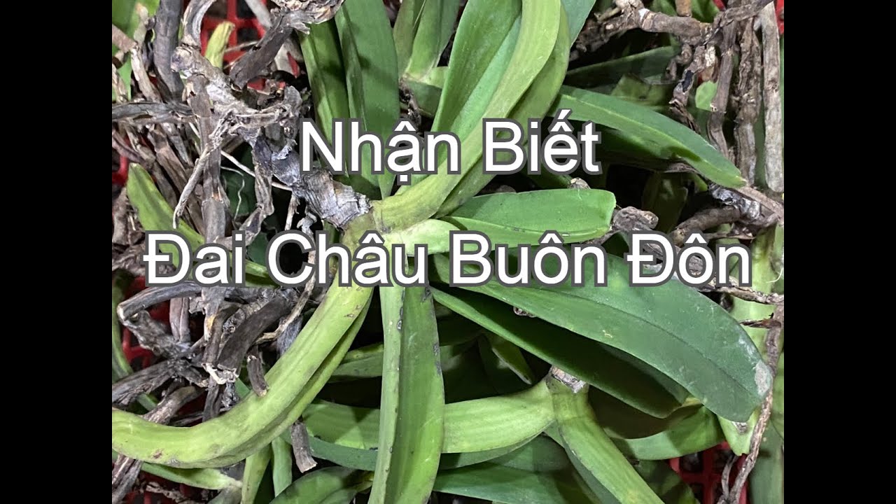 đai châu, ngọc điểm, nghinh xuân rừng buôn đôn - kinh nghiệm nhận biết lan rung buon don