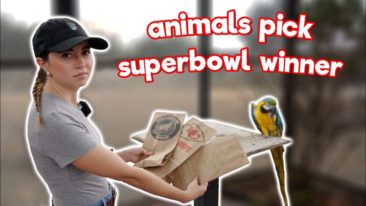 Animals Pick Their SUPERBOWL Winners! - 2/5/25