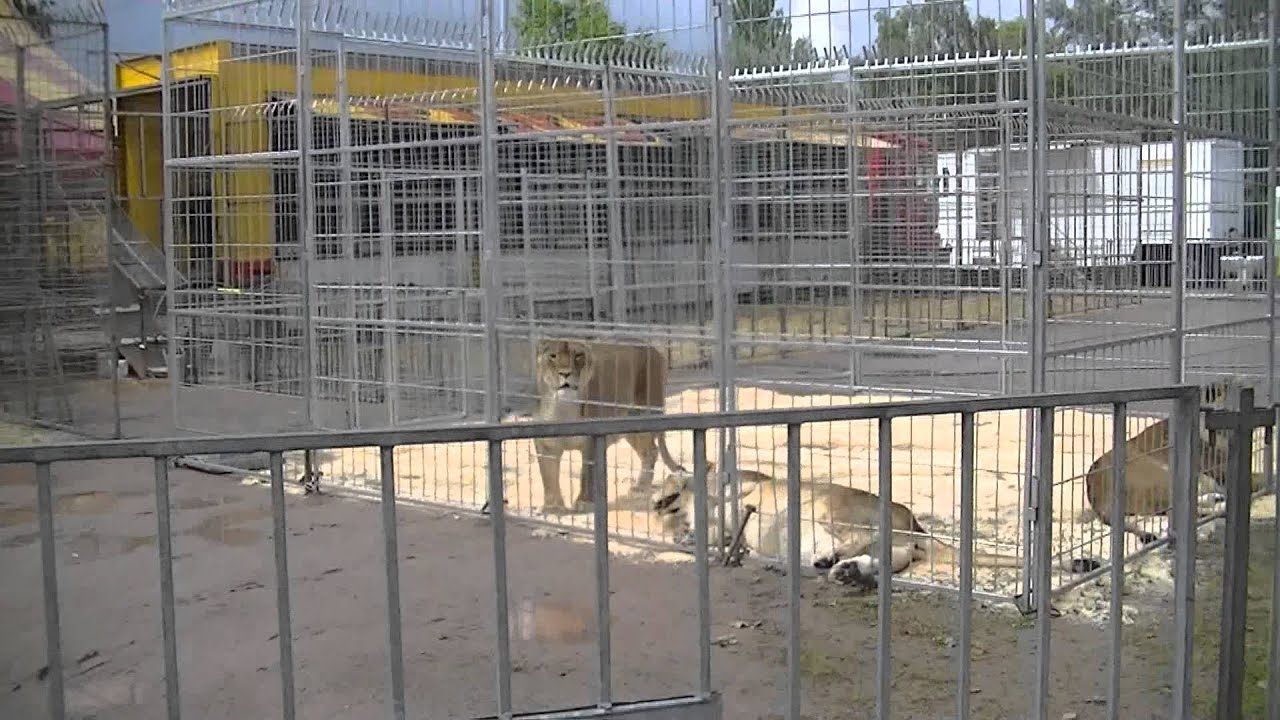 Zoo du cirque Pinder mardi 25 juin 2013 à Epinal