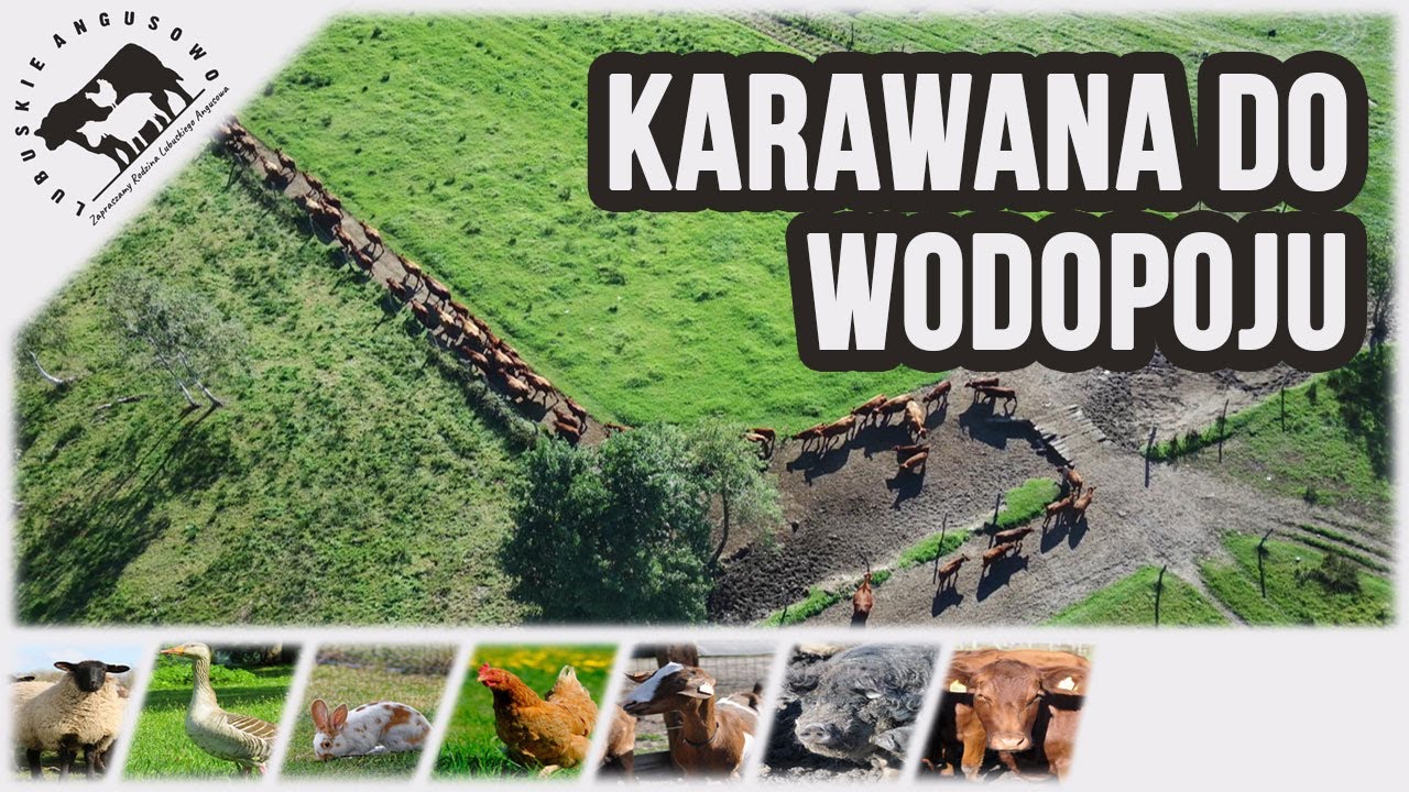 Lubuskie Angusowo - S6 E20 - Stado Angusów w drodze do wodopoju