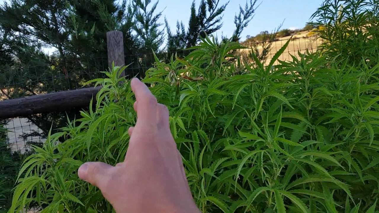 How to multiply your bud quality & production!!! Easiest method ever