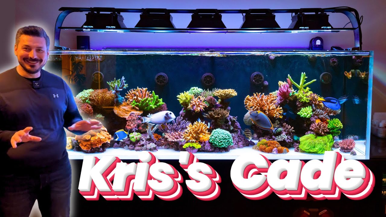 Kris's Cade - потрясающий SPS на базе Triton!!!