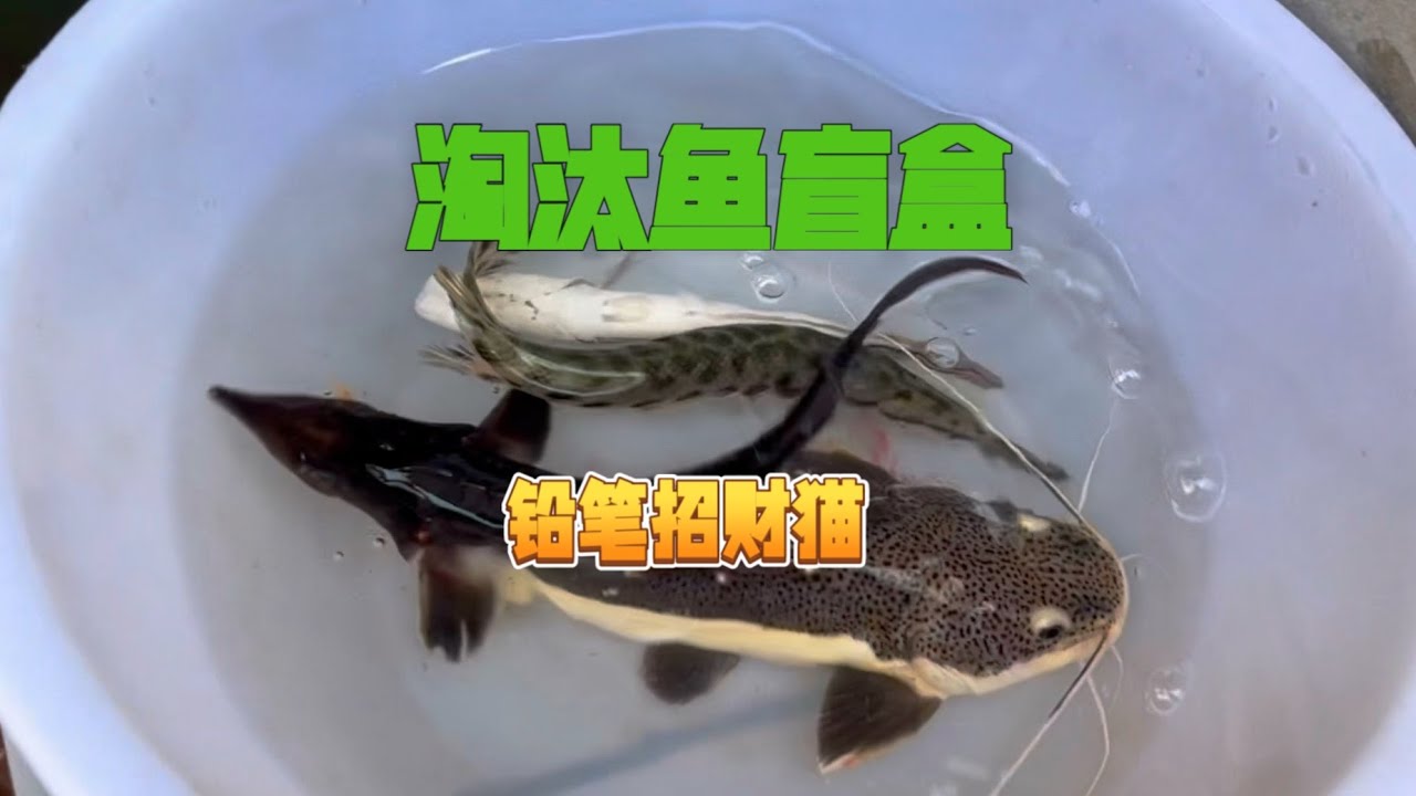 今天直接拿下两大包鱼，第一包亚马逊鱼依旧不亏！