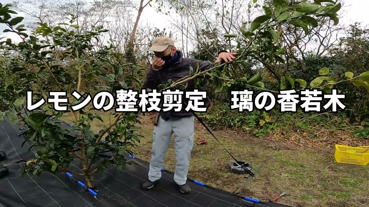 ⑦レモンの整枝剪定（璃の香_若木）【東京都島しょ農林水産総合センター】