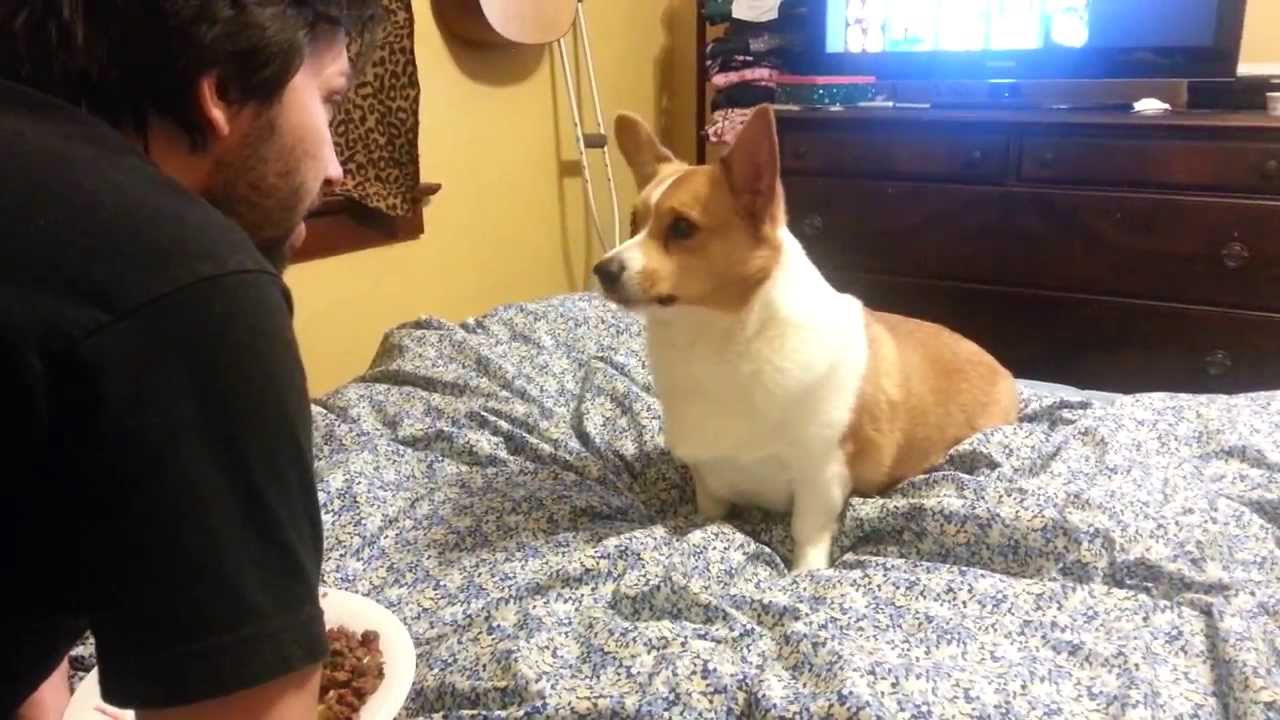 Funny Corgi begging for scraps