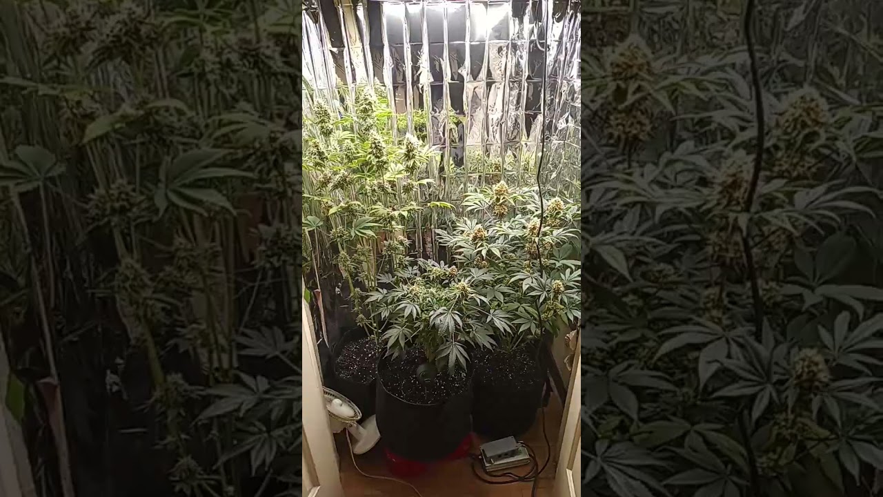 Cherry pie 1 2 and wedding cake