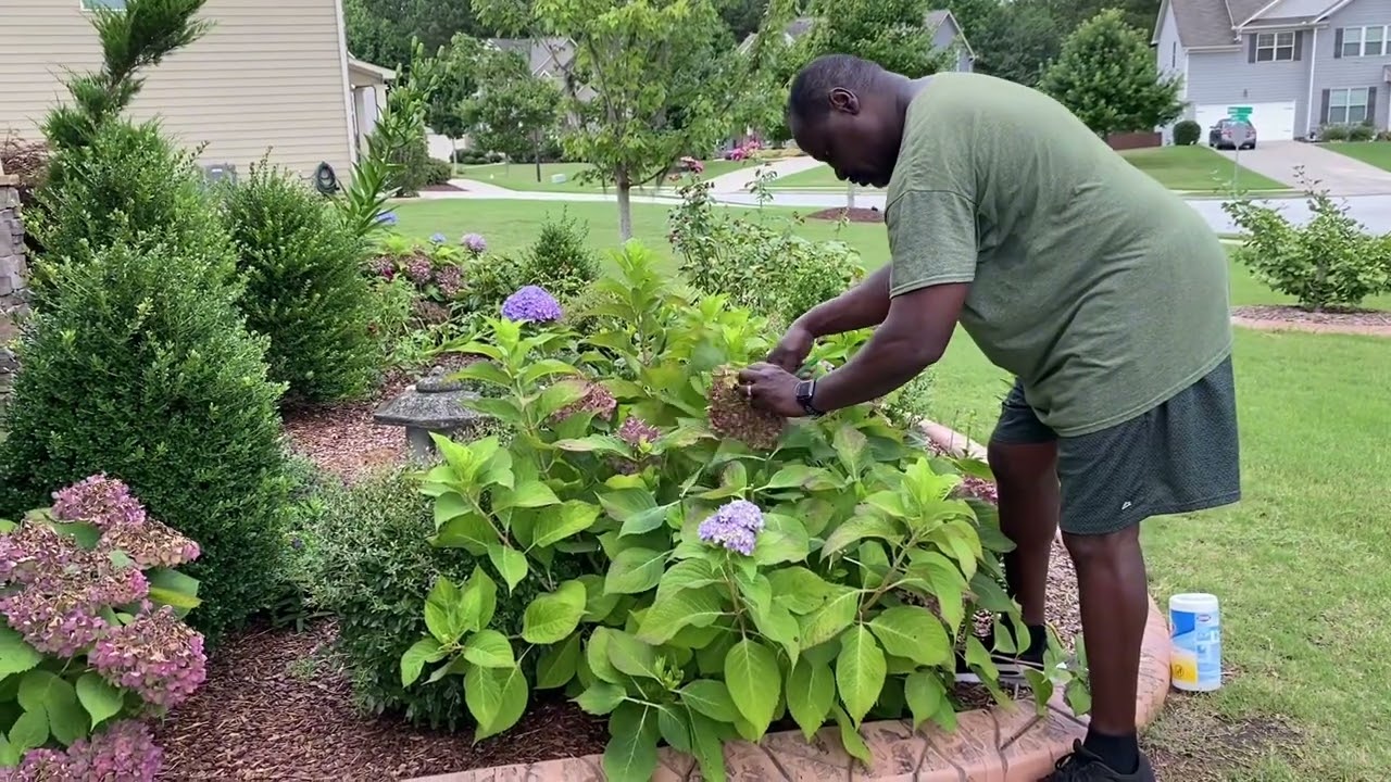 How to Prune Hydrangeas  // Oct 2024