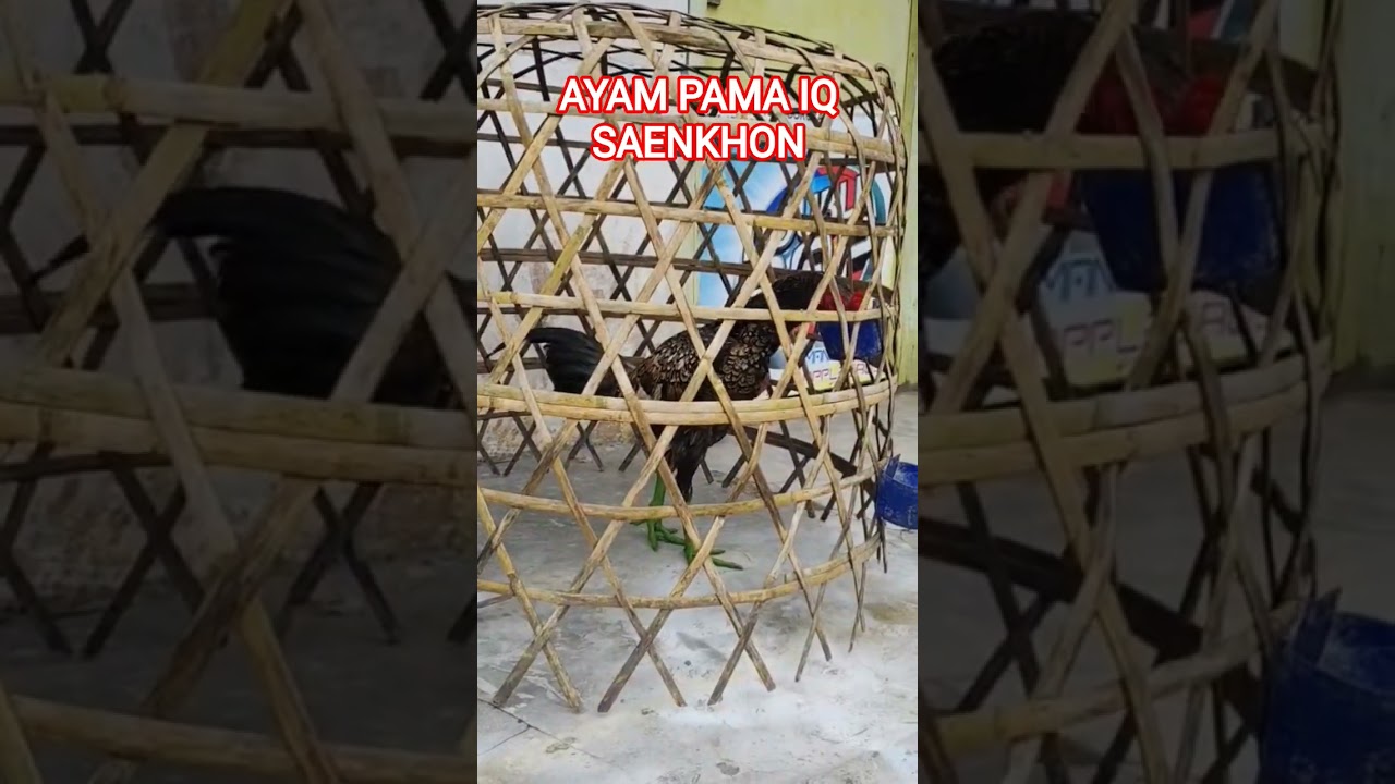 Merawat Ayam Pama Saenkhon 