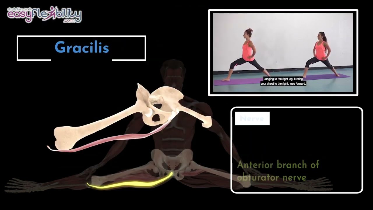 Could Gracilis muscle be the reason you still can&rsquo;t get your split