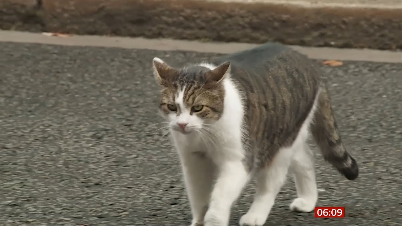 Larry the cat - chief mouser - ten years on the job (UK) - BBC News - 14th February 2021)