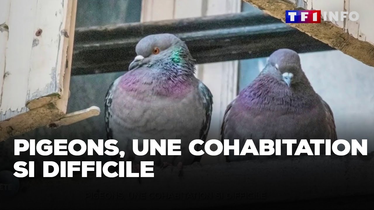 Comment cohabiter avec les pigeons ?｜TF1 INFO