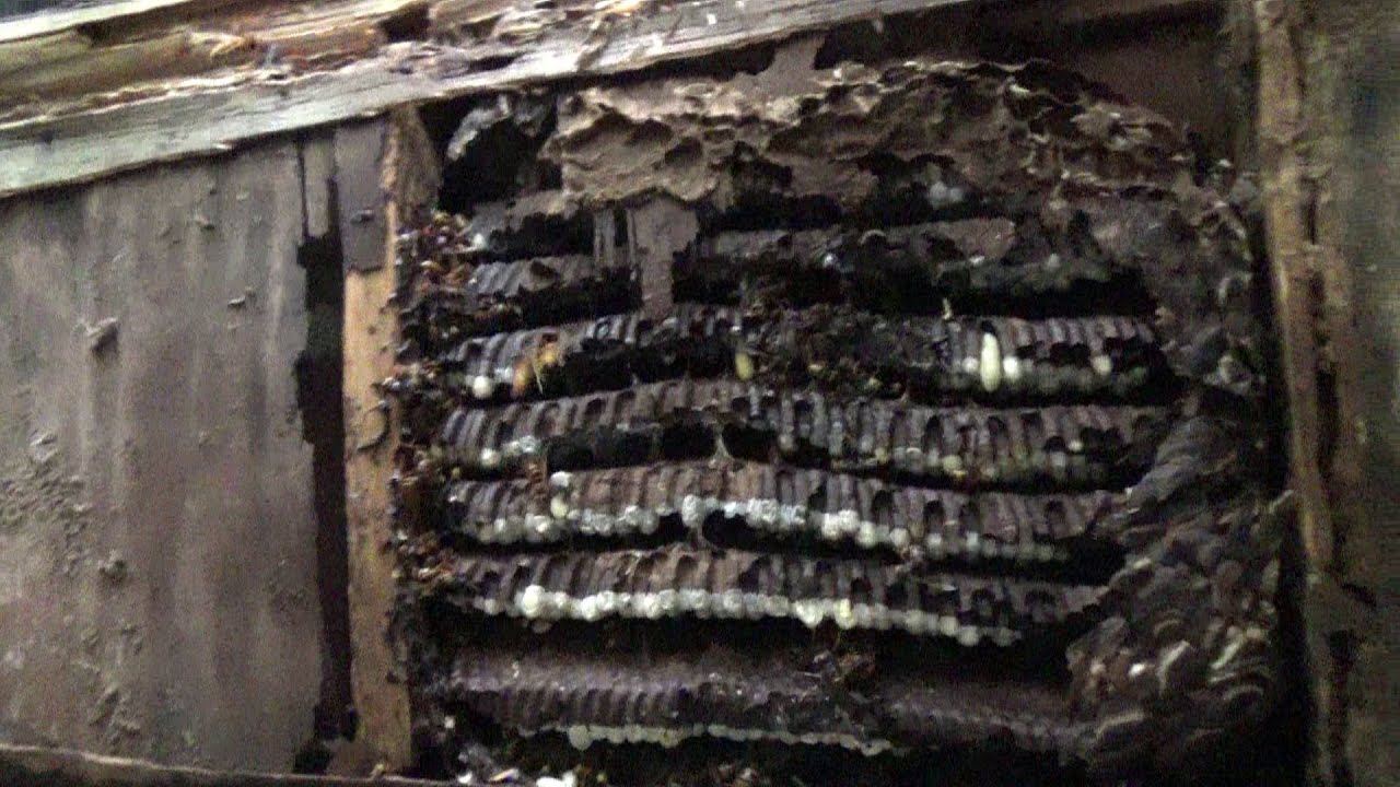 白河市でスズメバチ駆除- 壁の中から巨大な蜂の巣！廃止した県職員宿舎の物置！