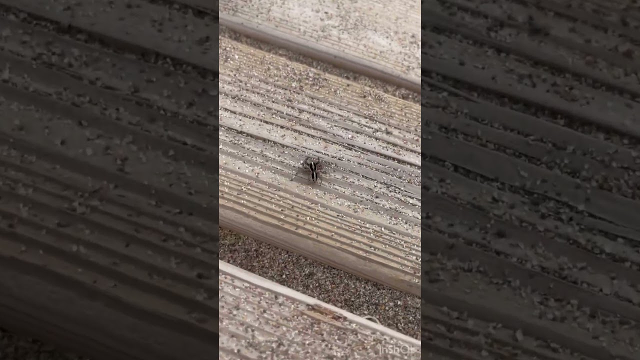 ПАУК ПОРЫГУН/ ARA&Ntilde;A SALTADORA