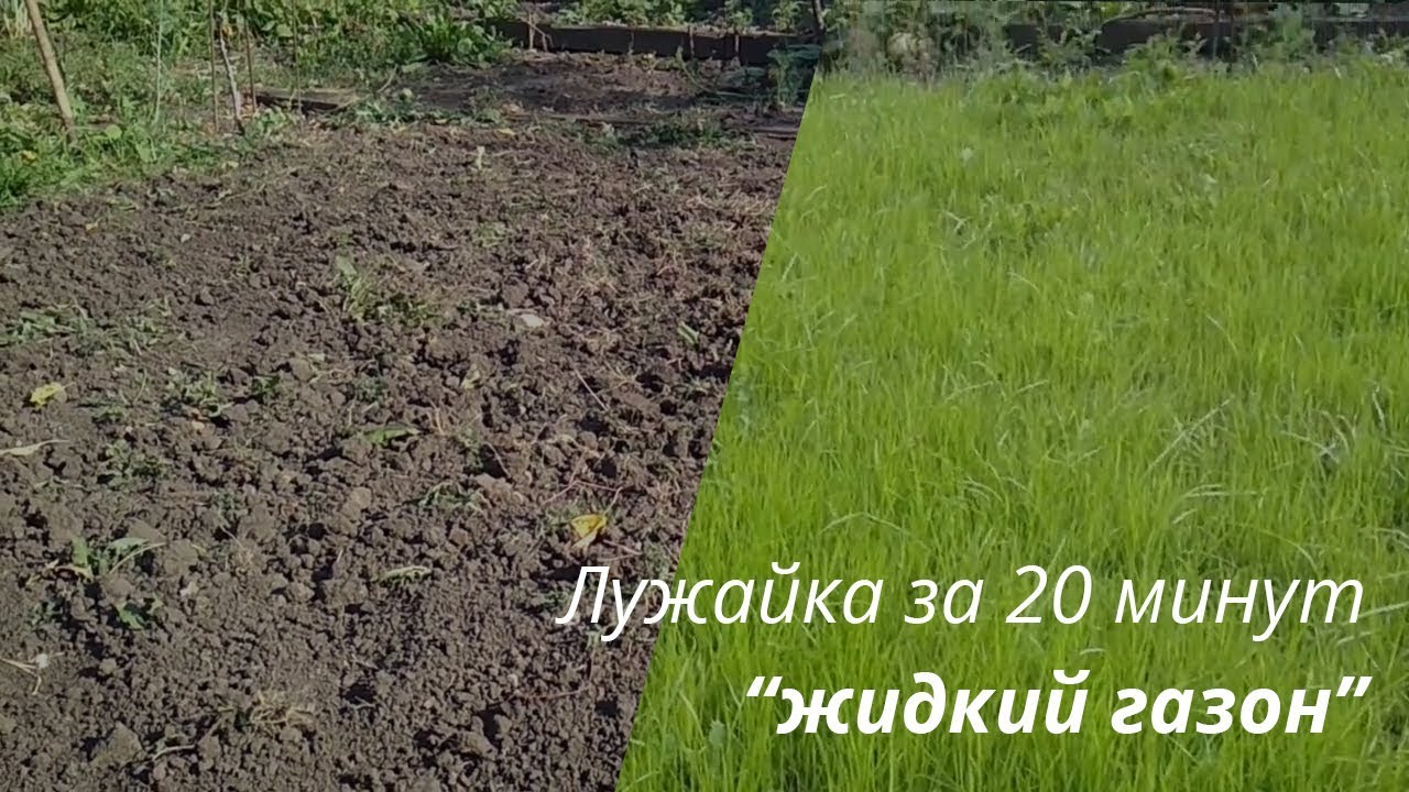 Лужайка на даче - 