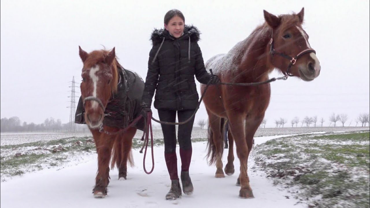Schneespaziergang mit BEIDEN PFERDEN