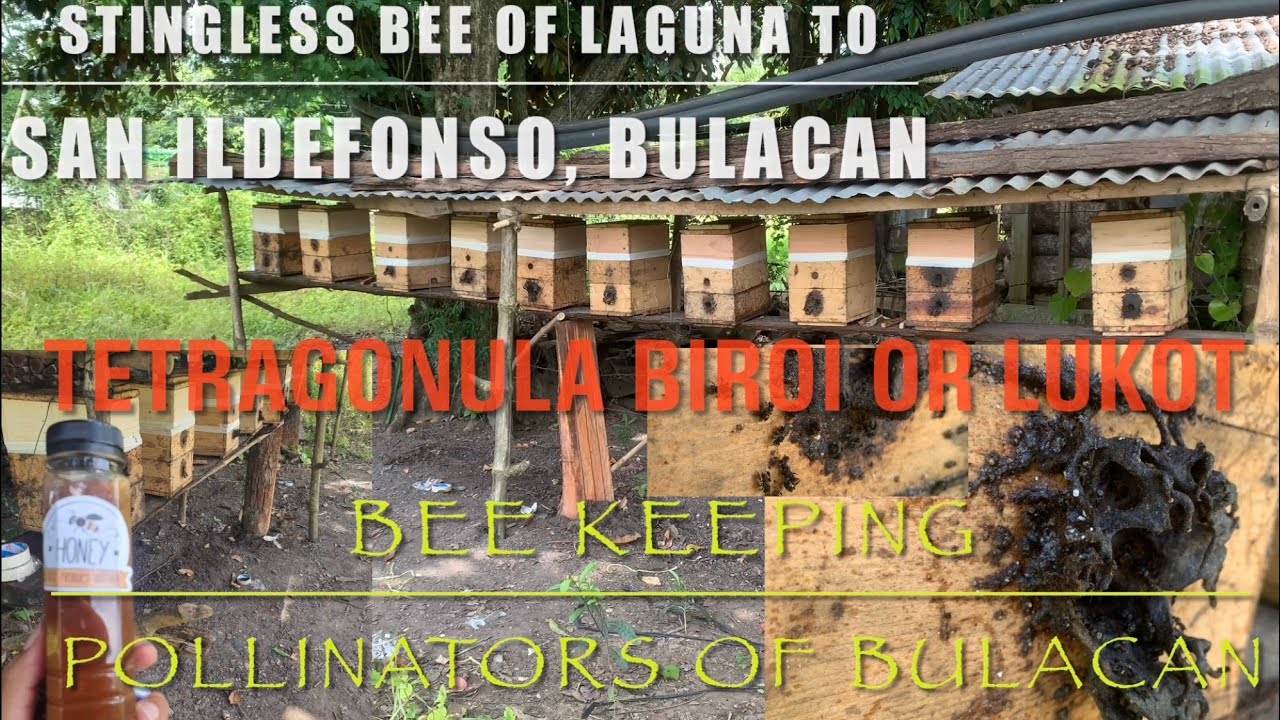 Stingless Bee Keeping San Ildefonso Bulacan #stinglessbeefarming#sanildefonso