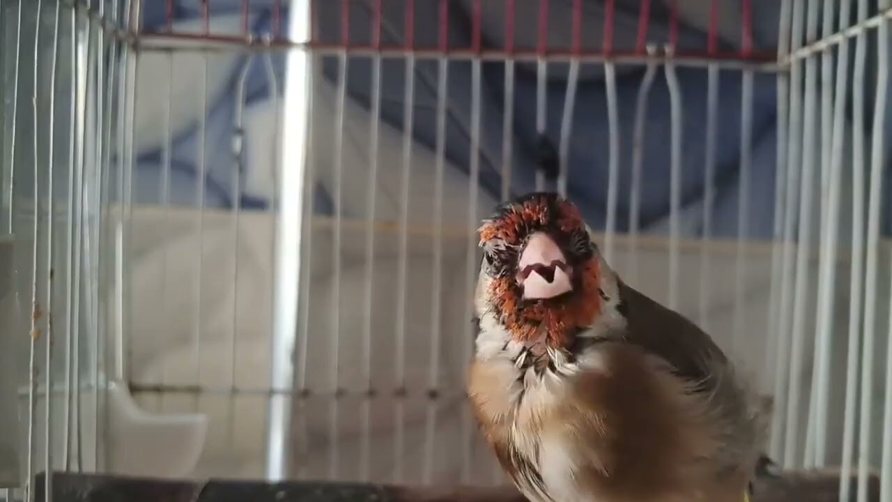 تغريد الحسون