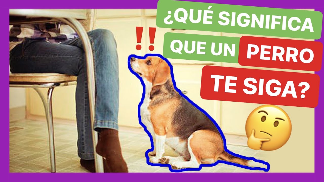 Éstas son las VERDADERAS RAZONES por las que TU PERRO TE SIGUE 🤯 NO IMAGINABAS ALGO ASÍ 💔