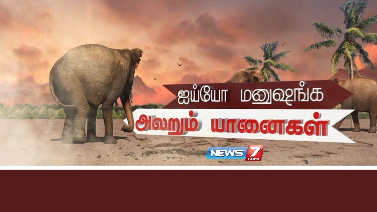 ஐய்யோ மனுஷங்க அலறும் யானைகள் | உளவுப் பார்வை | Why do elephants strays into human settlements
