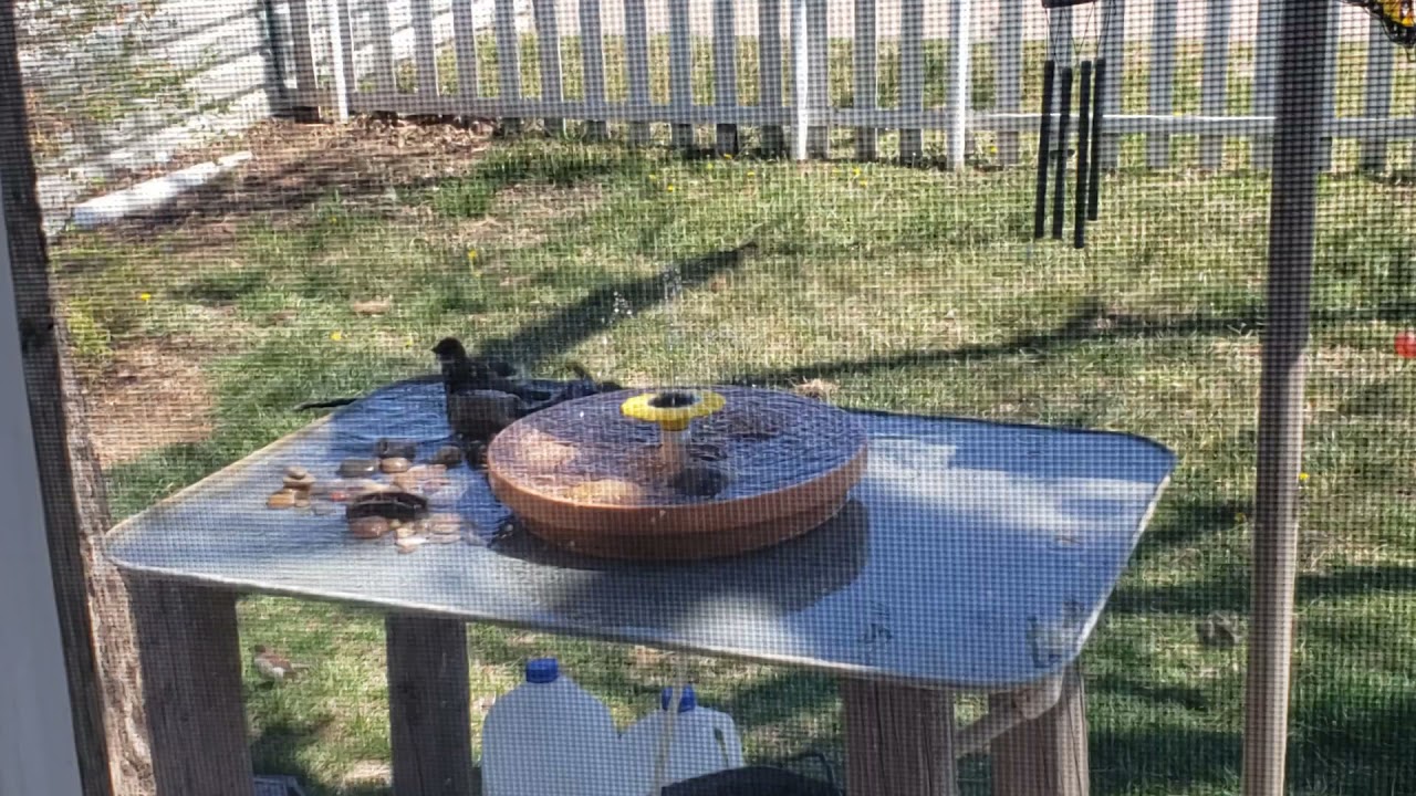 Sparrows in the bird bath