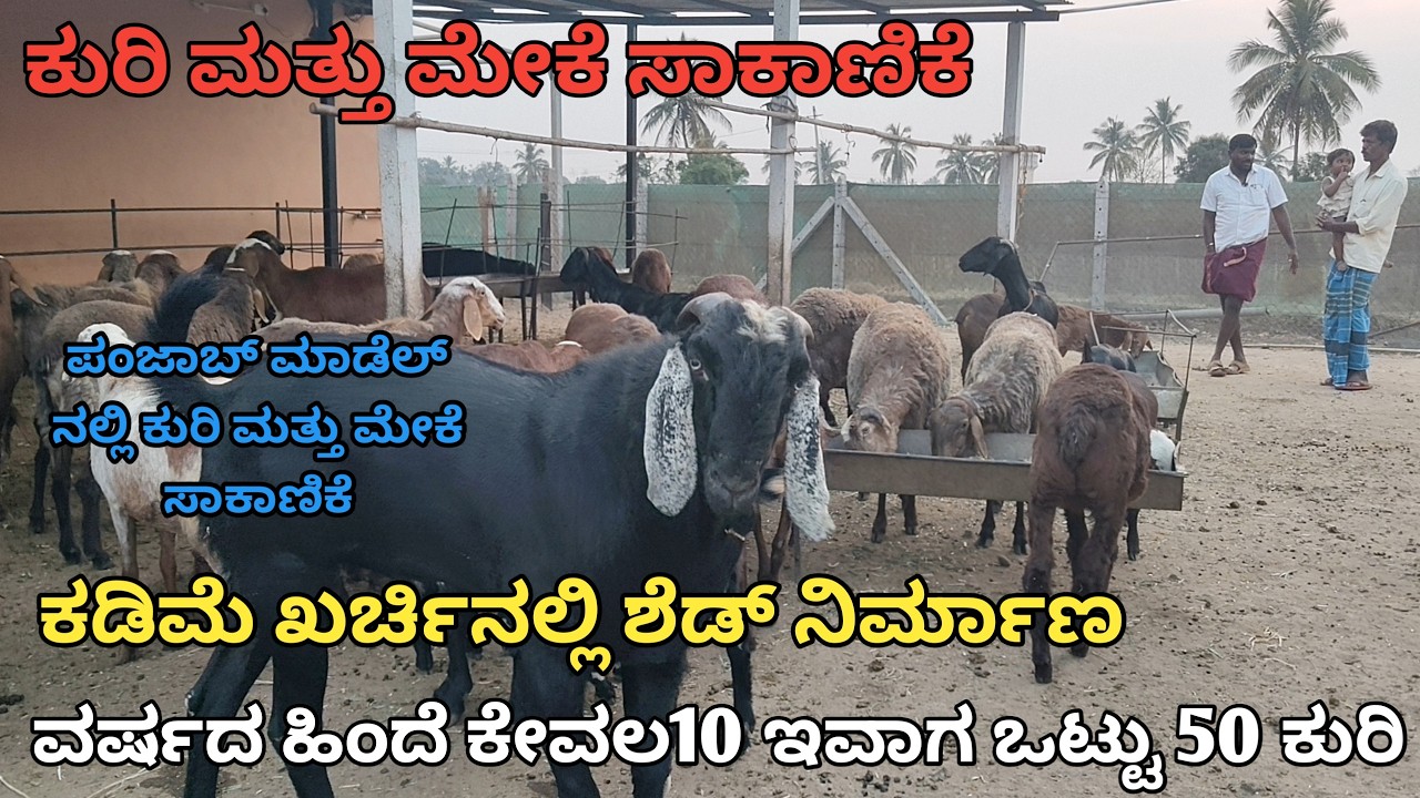 ಪಂಜಾಬ್ ಮಾಡೆಲ್ ನಲ್ಲಿ ಕುರಿ ಮತ್ತು ಮೇಕೆ ಸಾಕಾಣಿಕೆ | ವರ್ಷದಲ್ಲಿ 10 ಕುರಿಯಿಂದ ಈಗ 50 ಕುರಿ |