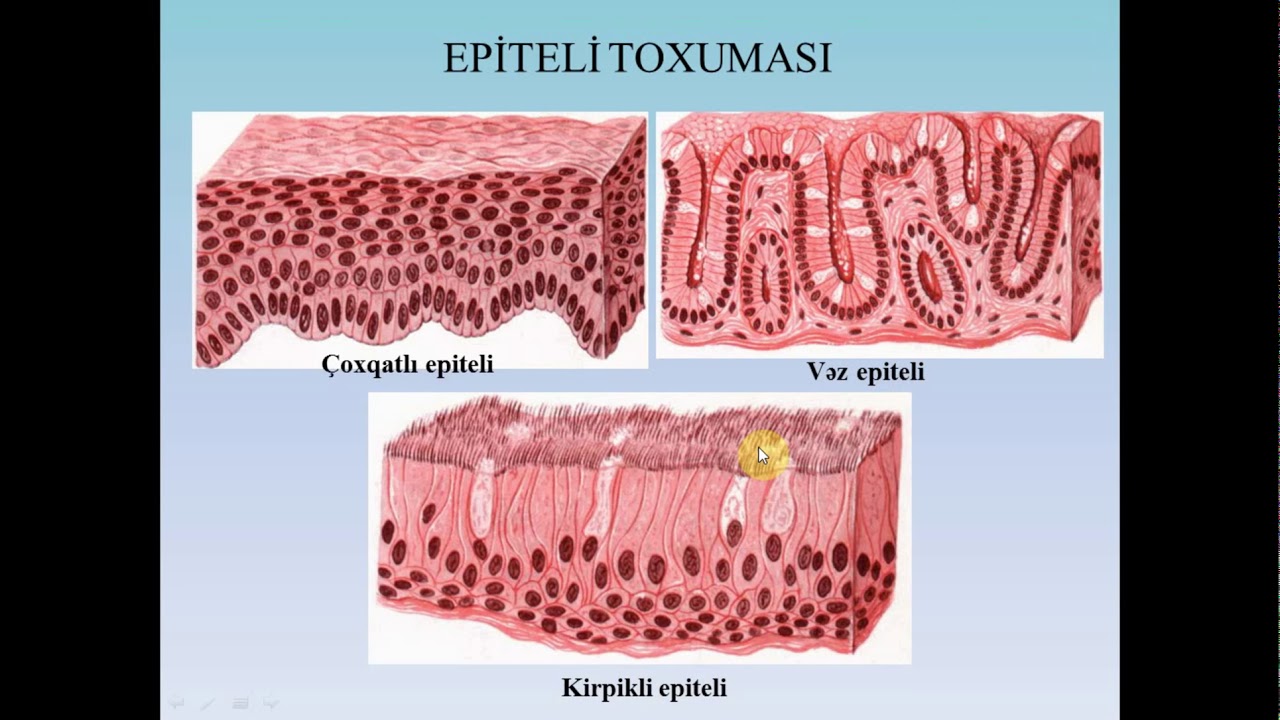 60 İNSANDA TOXUMA VƏ ORQANLAR SİSTEMİ