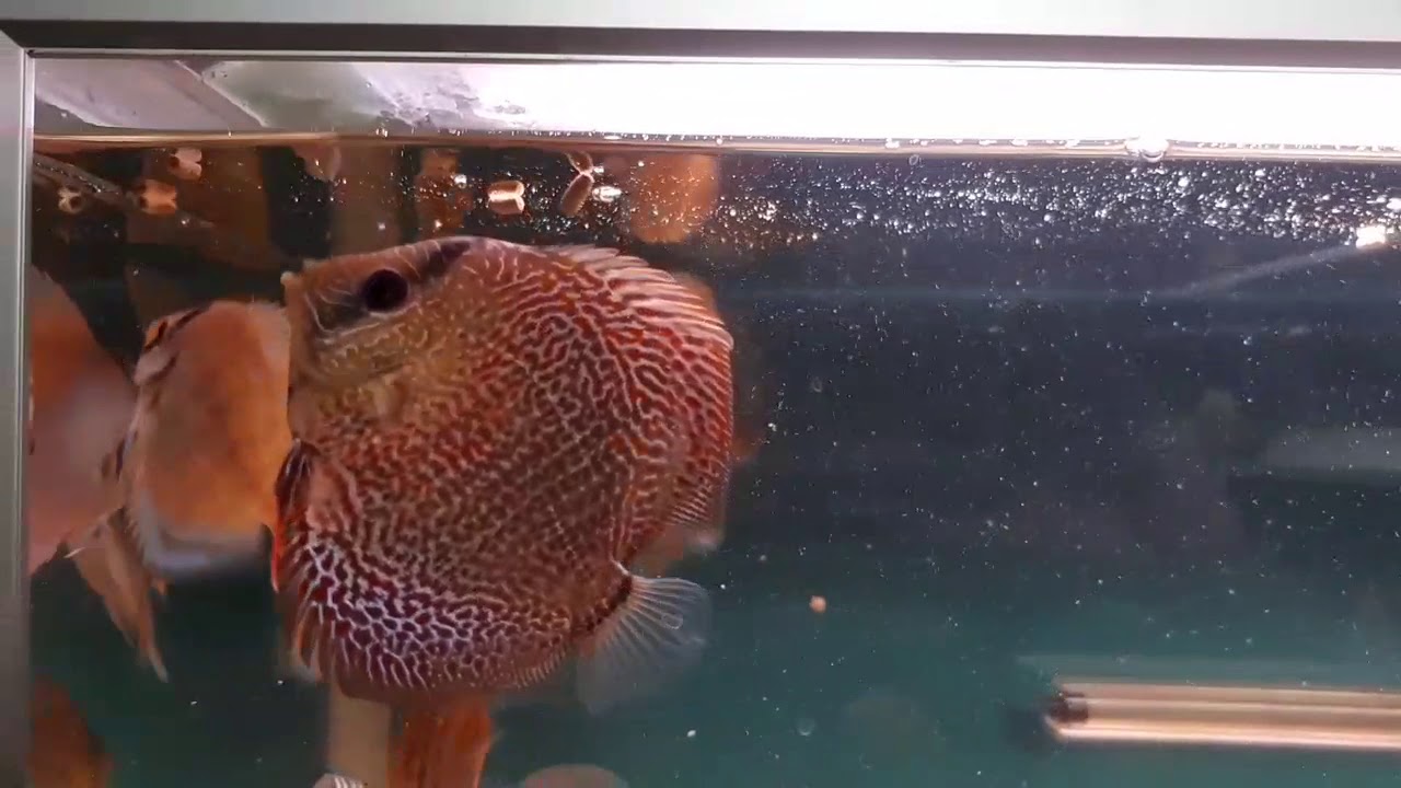 discus 2017