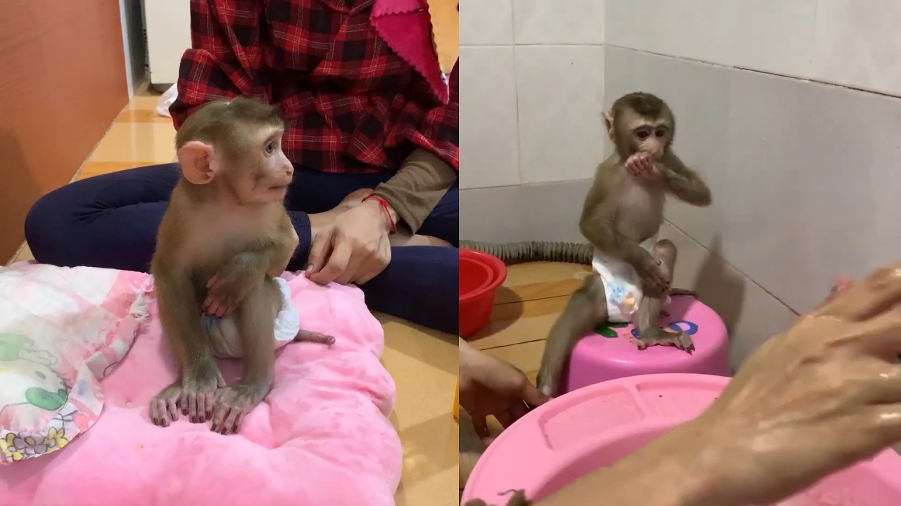 Baby Monkey’s Cute Potty Training & Playtime Moments 🐒💗