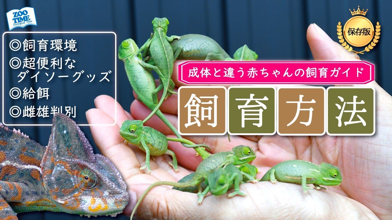 ★【知らないと損】エボシカメレオンの赤ちゃん！飼育技師による完全飼育ガイド📖超便利な100均グッズとは！？ベビーの雌雄判別方法 @ZOO TIME