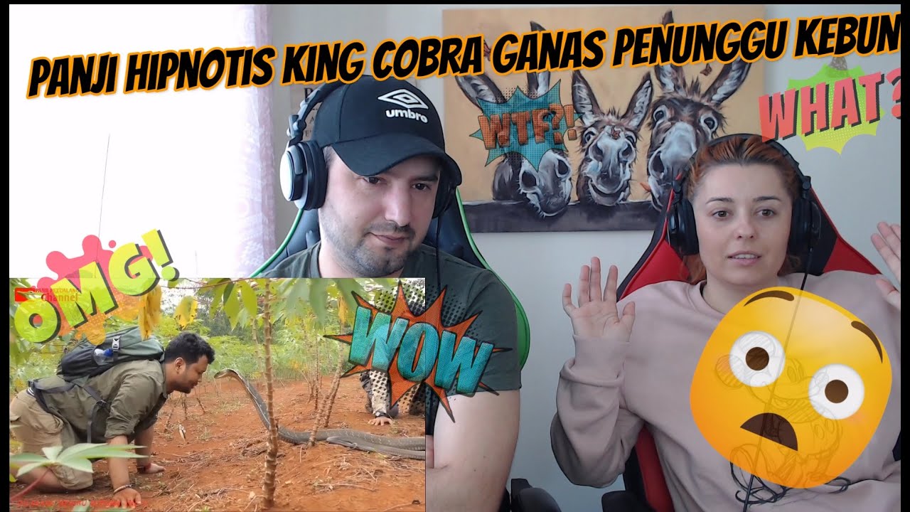 Panji Hipnotis King cobra ganas penunggu kebun !!! Pall Family Reaction !! 