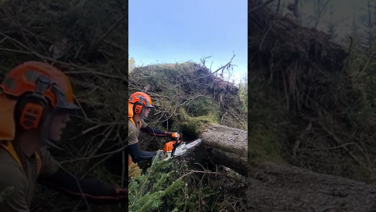 Tree felling - Rotv&auml;lta