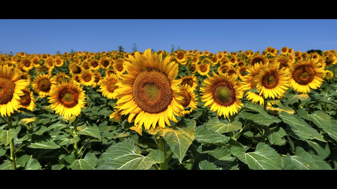 Sunflower Field 2022 (Cinematic 4K 21:9)