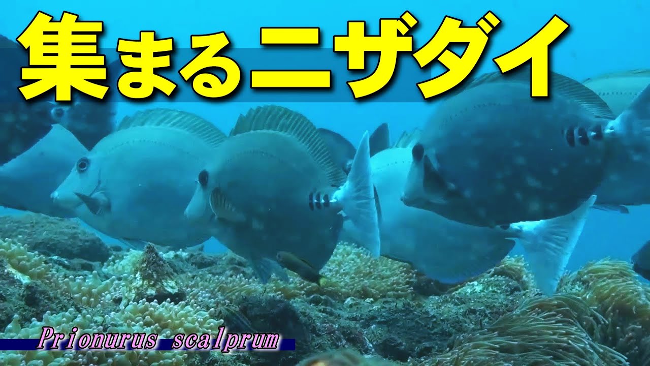 【 ニザダイ 】サロンはいつも満員 Prionurus scalprum