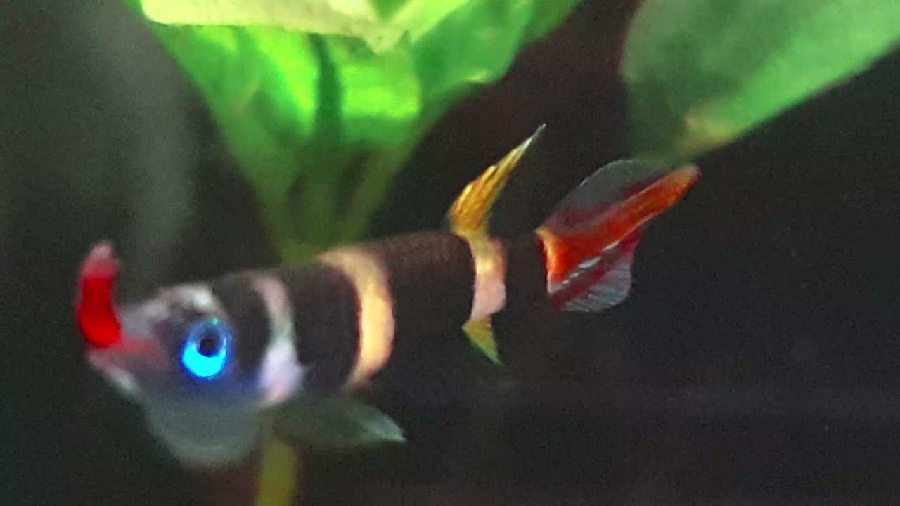 Species in Spotlight - Clown Killifish or Banded Panchax (Epiplatys Annulatus)