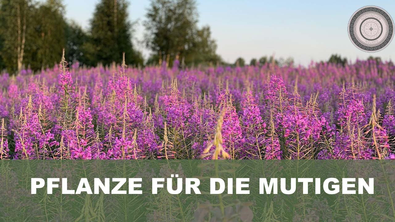 Warum du für diese Wunderpflanze Mut brauchst, Epilobium angustifolium - Rallarros