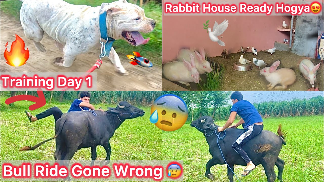 Finally Mack Ki Training Start Hogye🔥Bull Ride Gone Wrong😰Jaan Bach Gye Bs😨Rabbit House Ready Kiya🐇