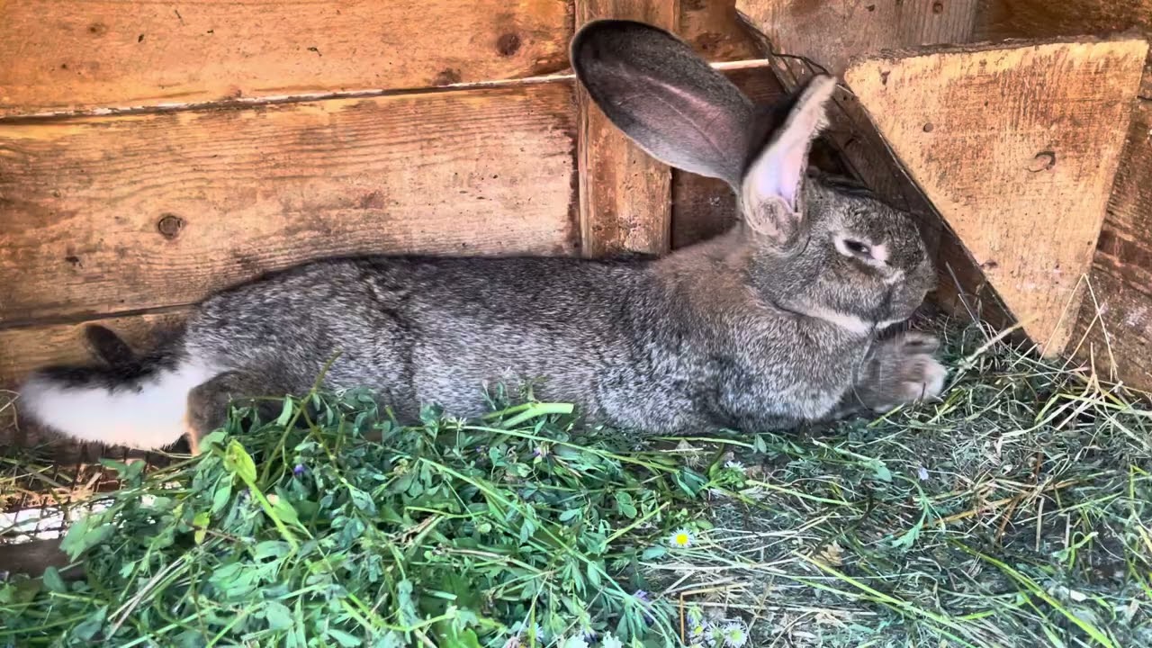 Câți iepuri mai am,ceva schimbări și ce am vândut + au mai murit