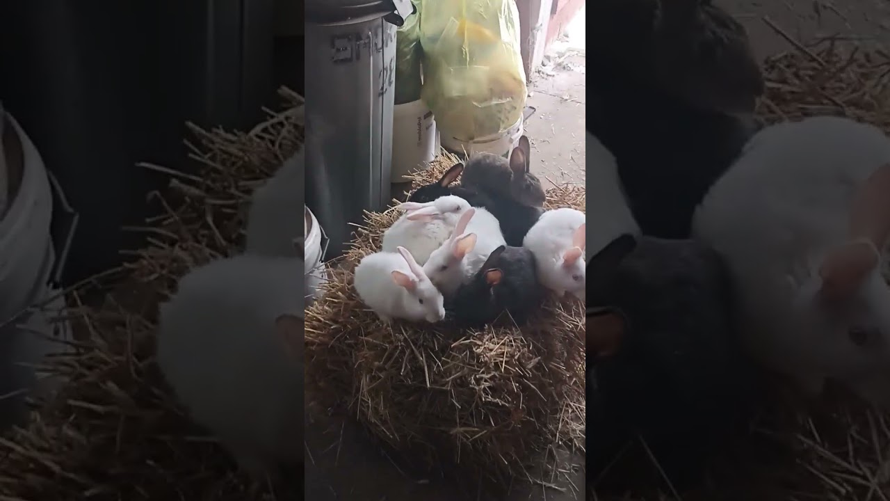 Młode po samicy która straciliśmy 