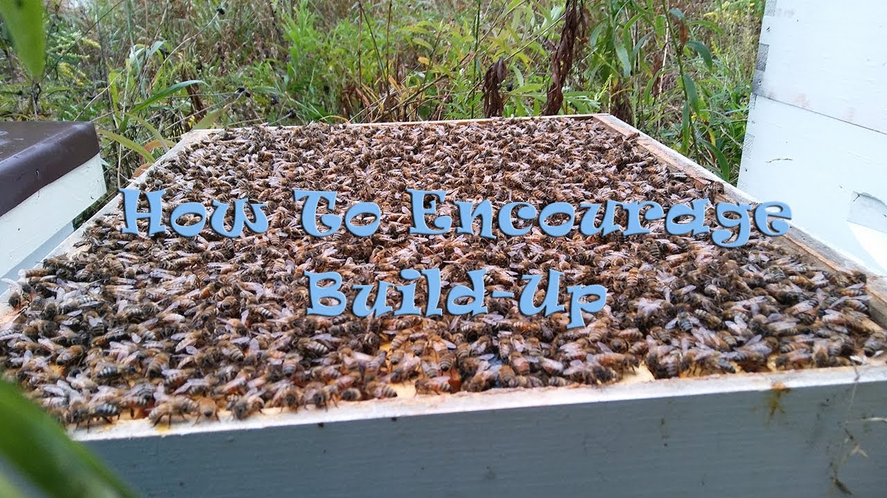 How To Encourage Build-Up In Your Hive